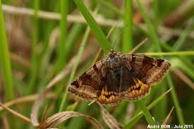 Attēlu rezultāti vaicājumam “Euclidia glyphica”