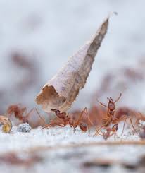 Attēlu rezultāti vaicājumam “Reticularia lobata young”