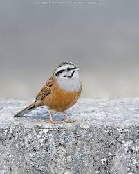 Image result for Emberiza cia
