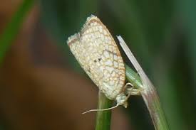 Attēlu rezultāti vaicājumam “Acleris forsskaleana”