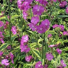 Image result for Silene dioica