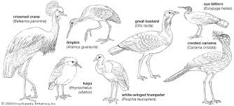 Attēlu rezultāti vaicājumam “Gruiformes”