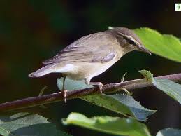 Attēlu rezultāti vaicājumam “Phylloscopus trochiloides adult”