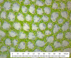 Attēlu rezultāti vaicājumam “Harpanthus flotovianus cells”