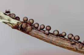 Attēlu rezultāti vaicājumam “Lamproderma pseudomaculatum macro”