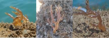 Attēlu rezultāti vaicājumam “Cribraria costata spores”