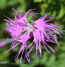 Image result for Dianthus superbus