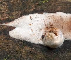 Attēlu rezultāti vaicājumam “Antrodia crassa”