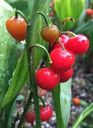 Attēlu rezultāti vaicājumam “Convallaria majalis fruit”