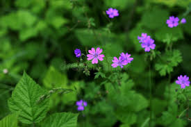 Attēlu rezultāti vaicājumam “Geranium pyrenaicum flower”