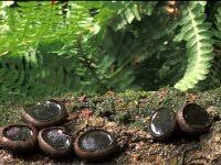 Attēlu rezultāti vaicājumam “Bulgaria inquinans”