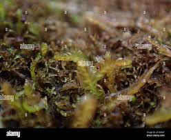 Attēlu rezultāti vaicājumam “Odontoschisma denudatum”