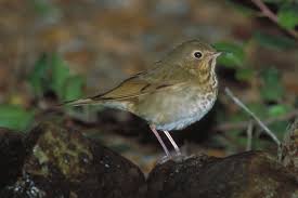 Image result for Catharus ustulatus