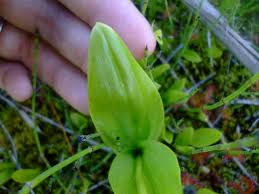 Attēlu rezultāti vaicājumam “Liparis loeselii flower”