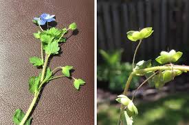 Attēlu rezultāti vaicājumam “Veronica persica flower”