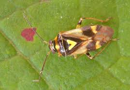 Attēlu rezultāti vaicājumam “Orthops campestris”