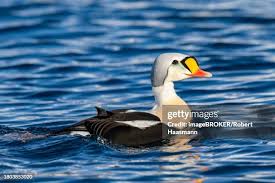 Attēlu rezultāti vaicājumam “Somateria mollissima male”