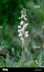 Attēlu rezultāti vaicājumam “Pyrolaceae”