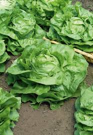 Image result for Kopfsalat