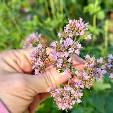 Image result for Oregano