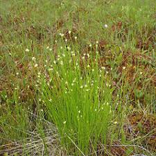 Attēlu rezultāti vaicājumam “Rhynchospora alba flower”