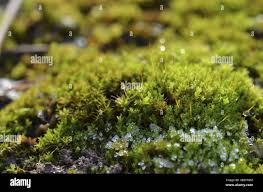 Attēlu rezultāti vaicājumam “Tortula subulata”