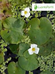 Attēlu rezultāti vaicājumam “Hydrocharis morsus-ranae fruit”