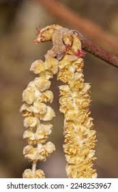 Attēlu rezultāti vaicājumam “Corylus avellana male flower”