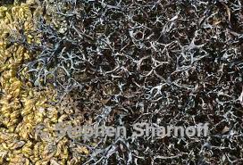 Attēlu rezultāti vaicājumam “Cetraria aculeata”