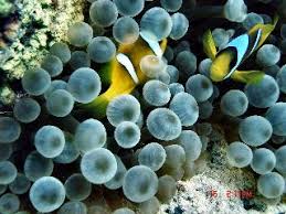 Image result for skiptondivers