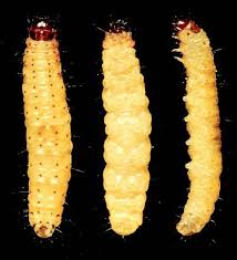 Attēlu rezultāti vaicājumam “Mellicta athalia larva”