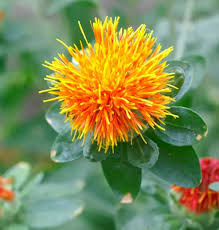 Image result for Carthamus tinctorius