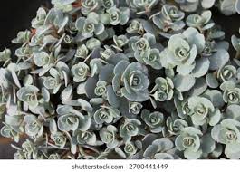 Attēlu rezultāti vaicājumam “Schistidium robustum”