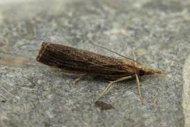 Attēlu rezultāti vaicājumam “Pediasia fascelinella”