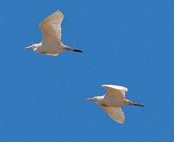 Attēlu rezultāti vaicājumam “Bubulcus ibis”