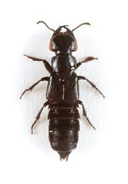 Attēlu rezultāti vaicājumam “Staphylinidae”