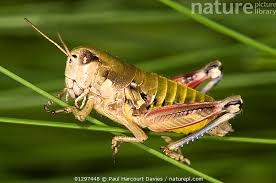 Attēlu rezultāti vaicājumam “Podisma pedestris”