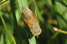 Attēlu rezultāti vaicājumam “Atylotus sp.”