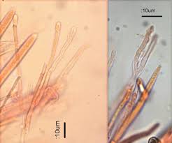 Attēlu rezultāti vaicājumam “Cudoniella clavus”