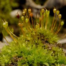 Attēlu rezultāti vaicājumam “Tortula truncata”