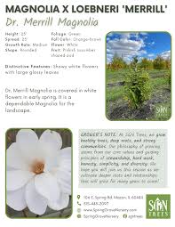 Attēlu rezultāti vaicājumam “Magnolia x loebneri flower”