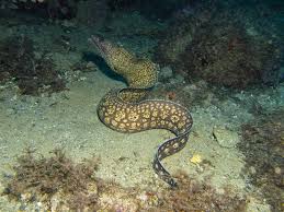 Image result for Muraena helena