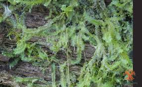 Attēlu rezultāti vaicājumam “Lophocolea bidentata”