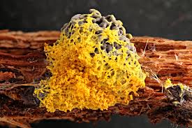 Attēlu rezultāti vaicājumam “Fuligo candida plasmodium”