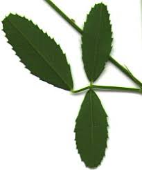 Attēlu rezultāti vaicājumam “Melilotus officinalis leaf”