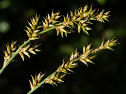 Attēlu rezultāti vaicājumam “Carex elongata”