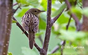 Image result for Locustella lanceolata