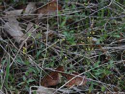 Attēlu rezultāti vaicājumam “Draba nemorosa fruit”