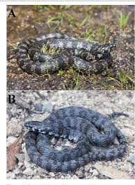 Attēlu rezultāti vaicājumam “Natrix natrix”