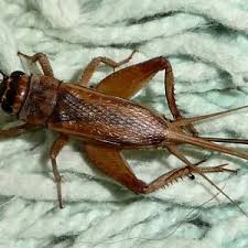 Attēlu rezultāti vaicājumam “Gryllus domesticus”